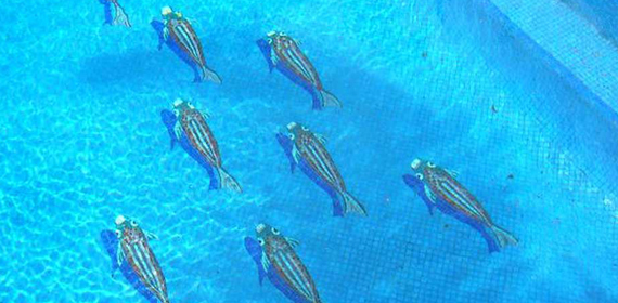 pooltechnic